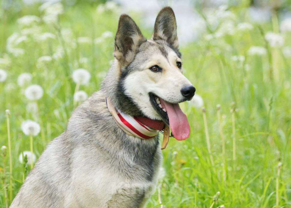 Собаки в Москве: Очень добрая и ласковая молодая собачка Лана ищет дом Девочка, 1 руб. - фото 6