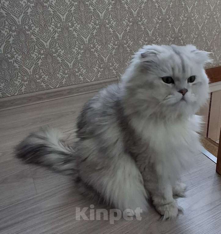 Кошки в Омске: Вязка, серебристый шиншилла Мальчик, 5 000 руб. - фото 2