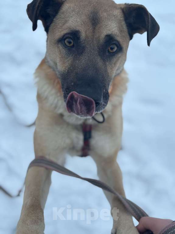 Собаки в Москве: Собака из приюта очень хочет домой. Мальчик, Бесплатно - фото 3
