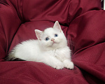 Кошки в Пскове: Черный ван голубоглазый Мальчик, 25 000 руб. - фото 6