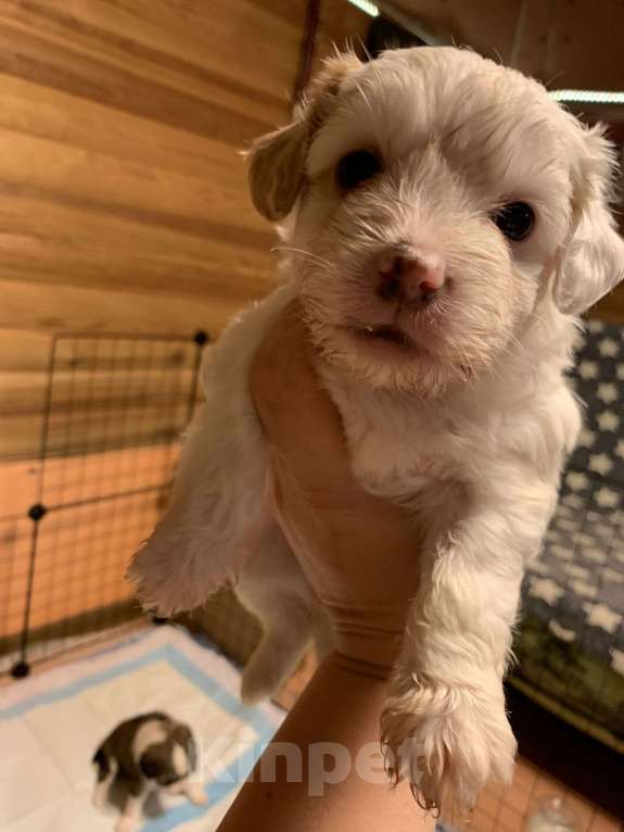 Собаки в Санкт-Петербурге: Щенки китайской хохлатой собаки Разнополые, Бесплатно - фото 2