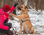 Собаки в Москве: Тилль ищет дом Мальчик, Бесплатно - фото 3