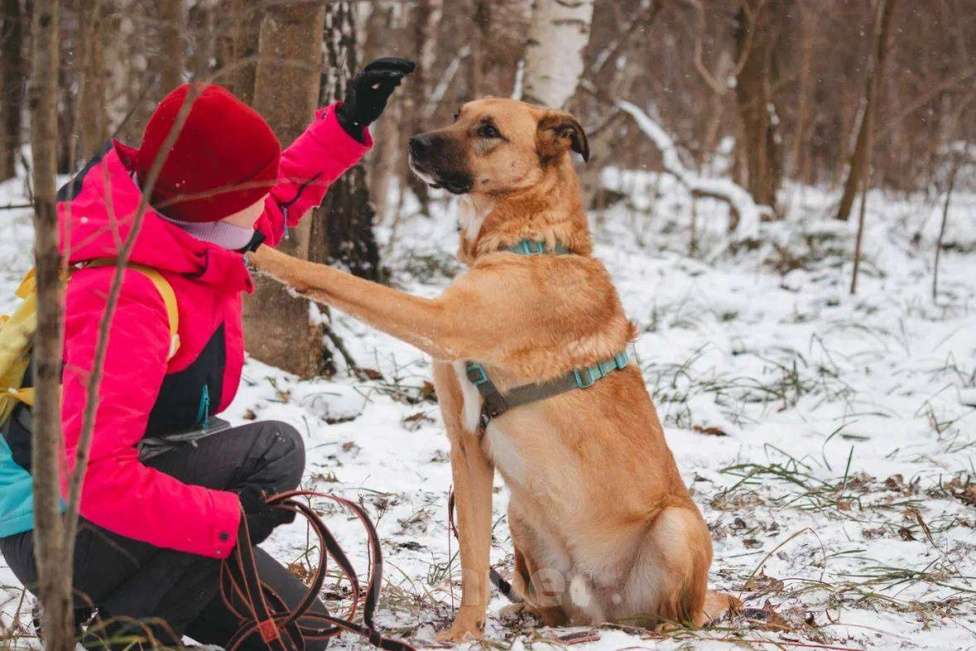 Собаки в Москве: Тилль ищет дом Мальчик, Бесплатно - фото 3