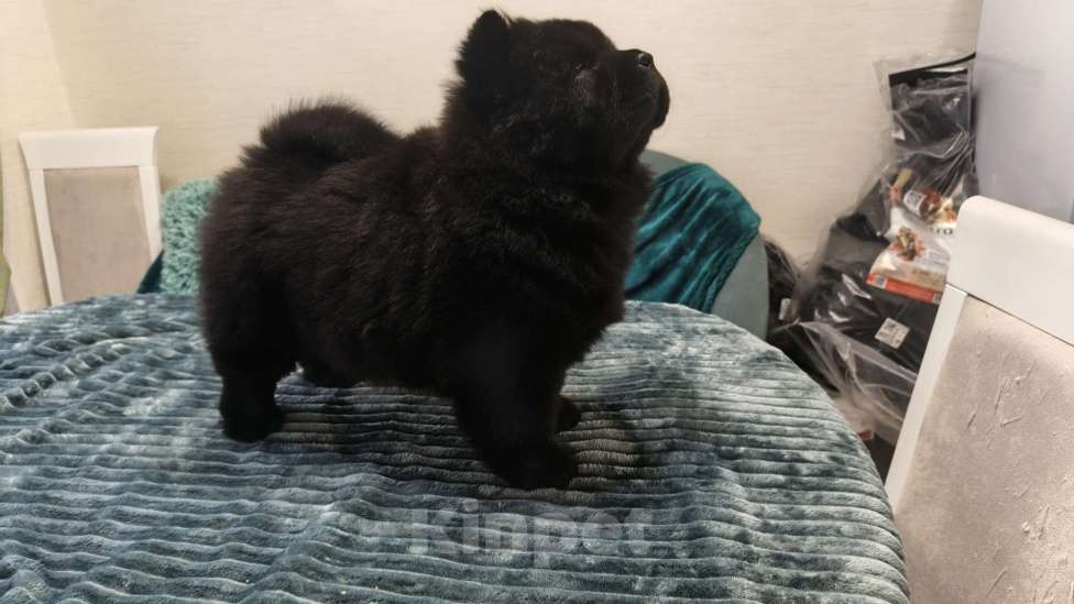 Собаки в Чебоксарах: Черная девочка чау чау Девочка, 60 000 руб. - фото 2