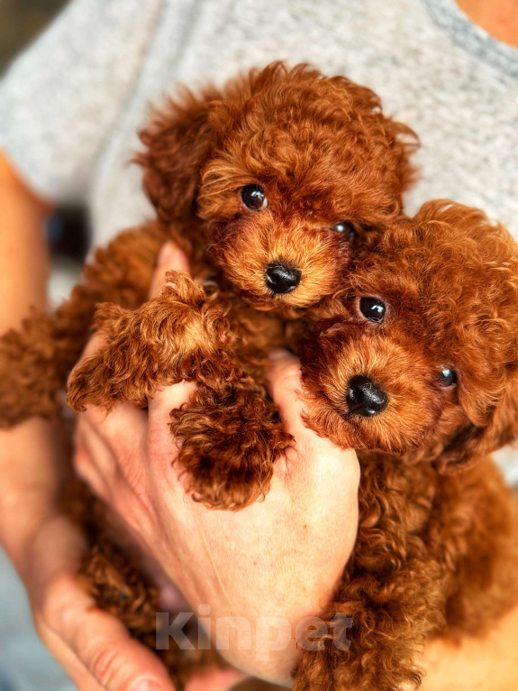 Собаки в Москве: Тикап тедди пудель Китай Девочка, 200 000 руб. - фото 3