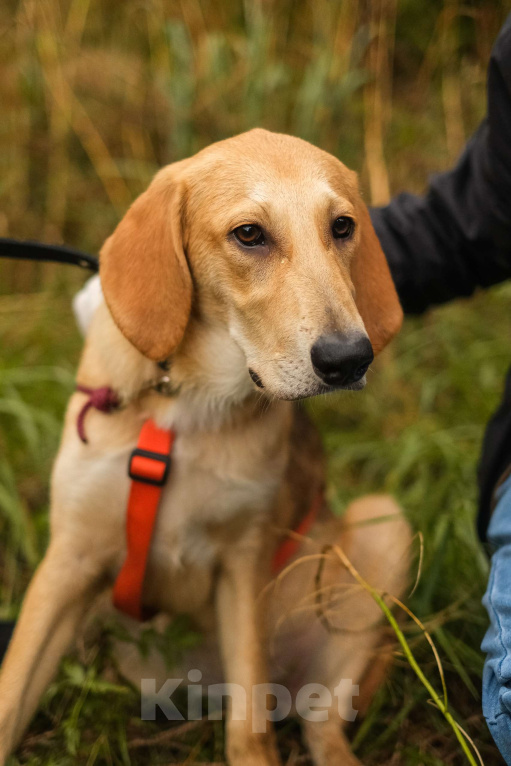 Собаки в Санкт-Петербурге: Русская гончая, щенок Рона из приюта Девочка, Бесплатно - фото 1