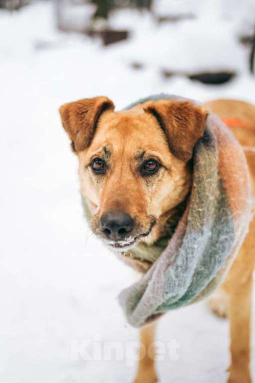 Собаки в Москве: Чудесная Лесси ищет дом Девочка, Бесплатно - фото 2