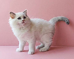 Кошки в Пензе: Котёнок девочка породы Рэгдолл - Bella Девочка, 65 000 руб. - фото 4