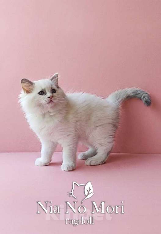Кошки в Пензе: Котёнок девочка породы Рэгдолл - Bella Девочка, 65 000 руб. - фото 4