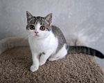 Кошки в Ярославле: Шотландская короткошерстная девочка. Девочка, 25 000 руб. - фото 4