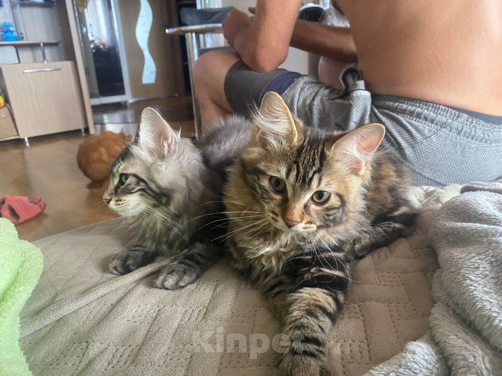 Кошки в других городах Краснодарского края: Фантастический помет Разнополые, 30 000 руб. - фото 4