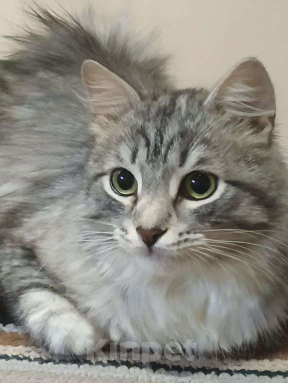 Кошки в Москве: Серебристая красавица Фиона в добрые руки Девочка, Бесплатно - фото 4