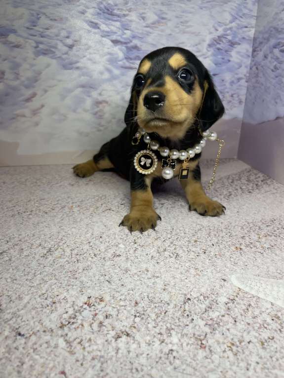 Собаки в Москве: Такса мини мальчик клубный Мальчик, 45 000 руб. - фото 5