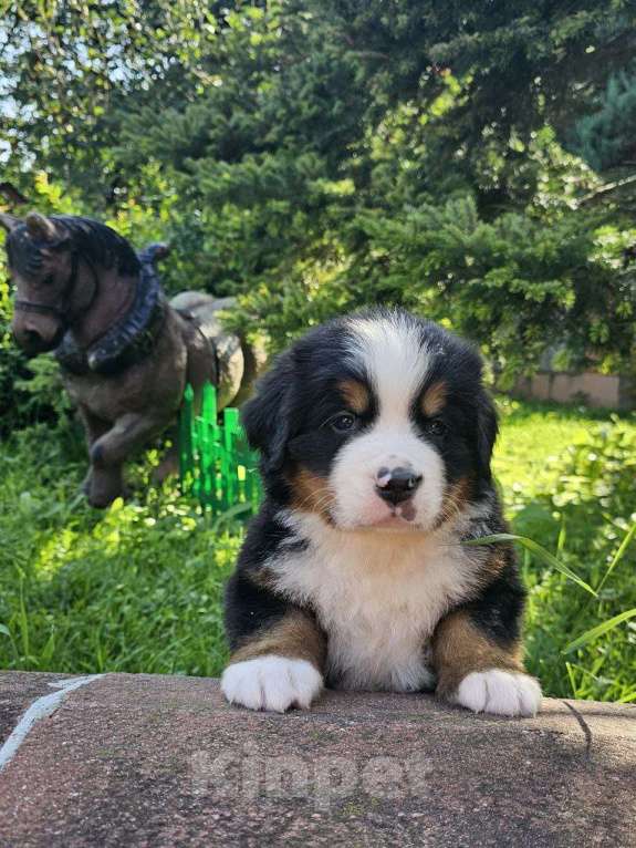 Собаки в других городах Московской области: Питомник "Зенненхунд России" предлагает щенков Мальчик, 180 000 руб. - фото 3