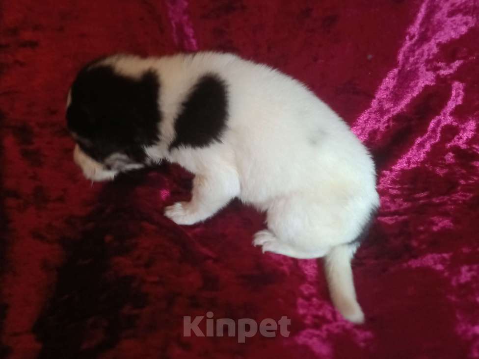 Собаки в Астрахани: Щеночек нуждается в семье и любви Девочка, Бесплатно - фото 3