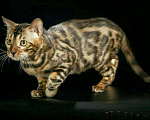 Кошки в Кохме: Коты и кошки бенгальской породы, 1 000 руб. - фото 3