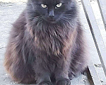 Кошки в Камызяке: Пушистые котики, 3 года., Бесплатно - фото 4