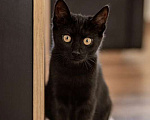 Кошки в Москве: Милые чёрные котята в добрые руки Мальчик, 1 руб. - фото 9