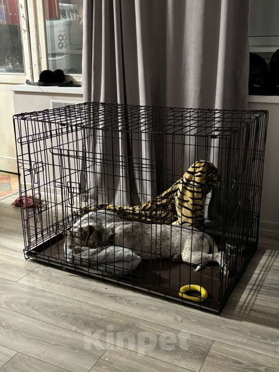 Собаки в Москве: Щенок в добрые руки  Мальчик, Бесплатно - фото 4