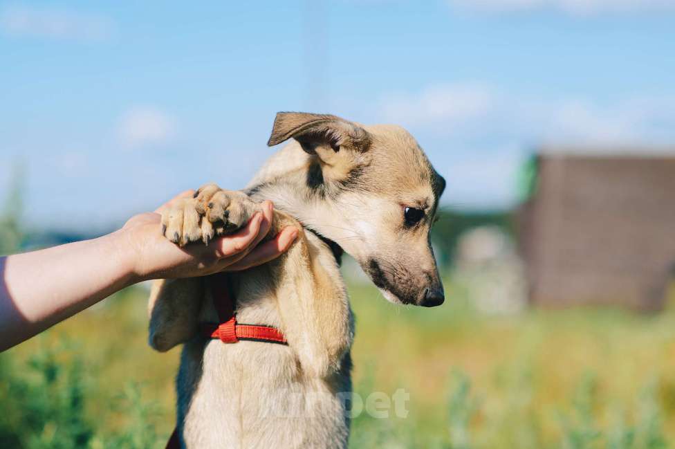 Собаки в Москве: Личи Девочка, Бесплатно - фото 2