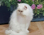 Кошки в Хотьково: Персидские котята  Девочка, 25 000 руб. - фото 5