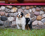 Собаки в Звенигороде: Щенки австралийской овчарки   Мальчик, 90 000 руб. - фото 3
