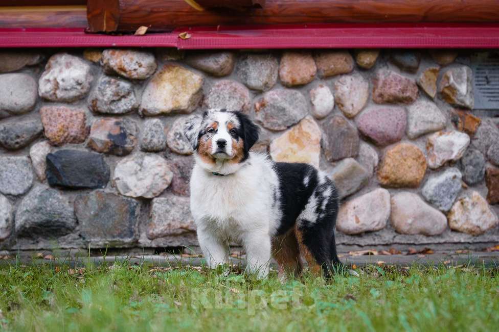 Собаки в Звенигороде: Щенки австралийской овчарки   Мальчик, 90 000 руб. - фото 3