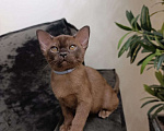 Кошки в Москве: Бурма котёнок LUX Мальчик, 70 000 руб. - фото 4