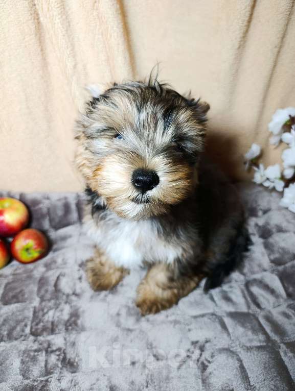Собаки в Санкт-Петербурге: Эксклюзивный мальчик, голубой мраморный Йоркширский терьер  Мальчик, 40 000 руб. - фото 2