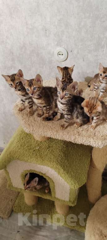 Кошки в Санкт-Петербурге: Бенгальские малыши Девочка, 25 000 руб. - фото 3