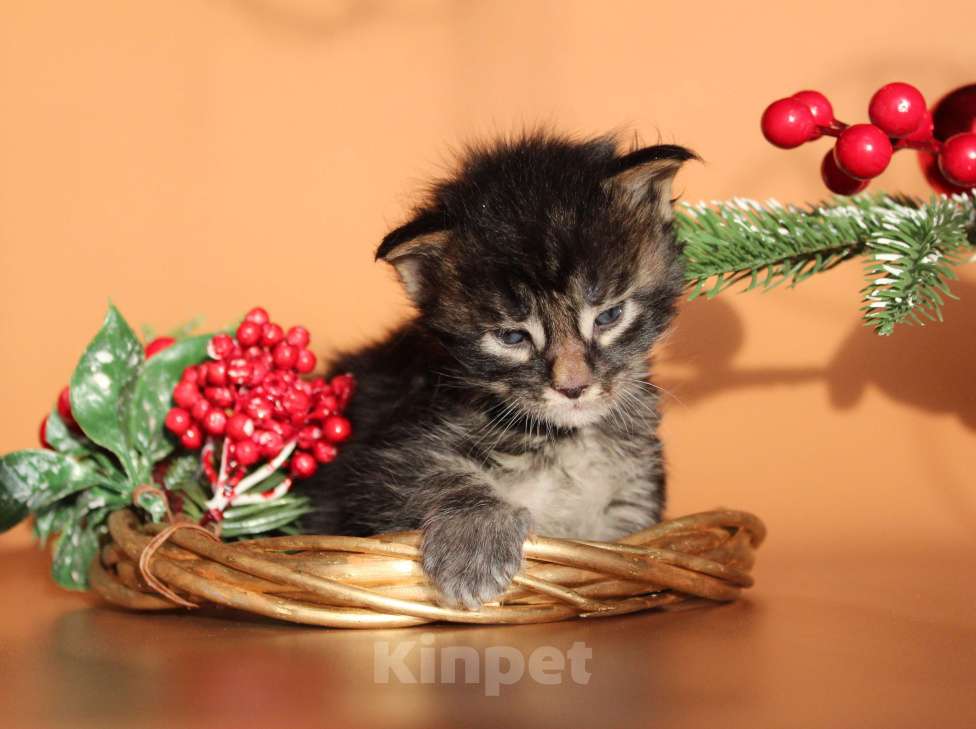 Кошки в Екатеринбурге: Котёнок мейн-кун Цезарь Мальчик, 70 000 руб. - фото 4