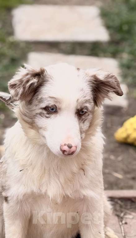Собаки в Москве: Голубоглазая девочка бордер-колли Девочка, 85 000 руб. - фото 1