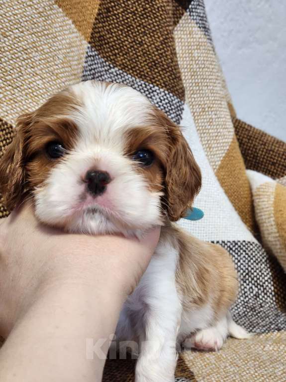 Собаки в Анапе: Голубая лента  Мальчик, 80 000 руб. - фото 3