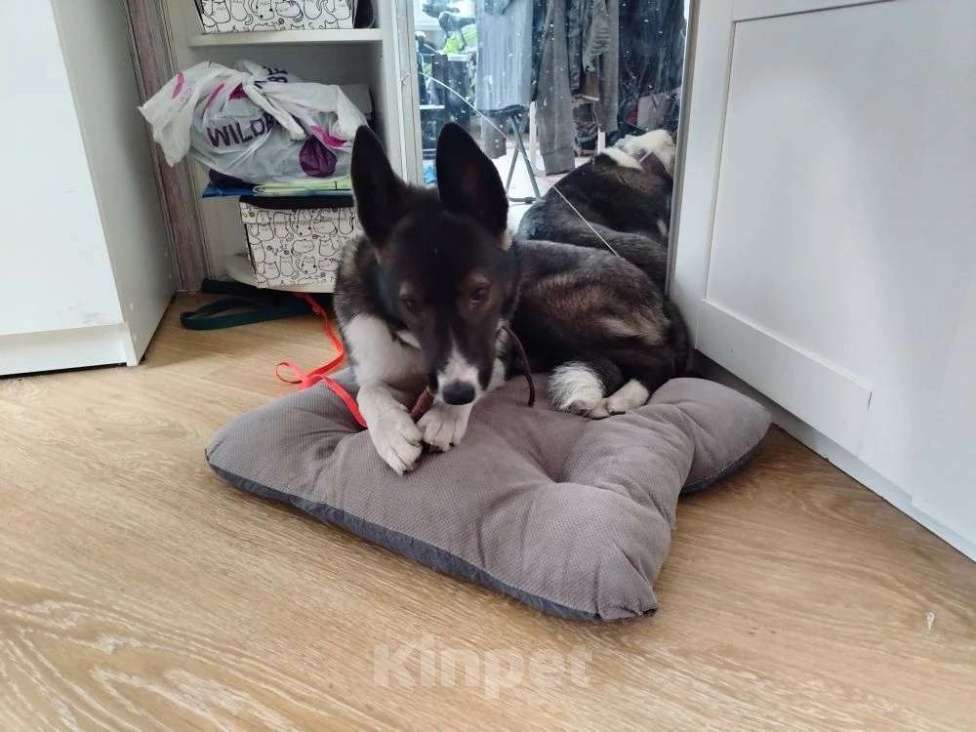 Собаки в Санкт-Петербурге: Щенок в добрые руки Девочка, Бесплатно - фото 2