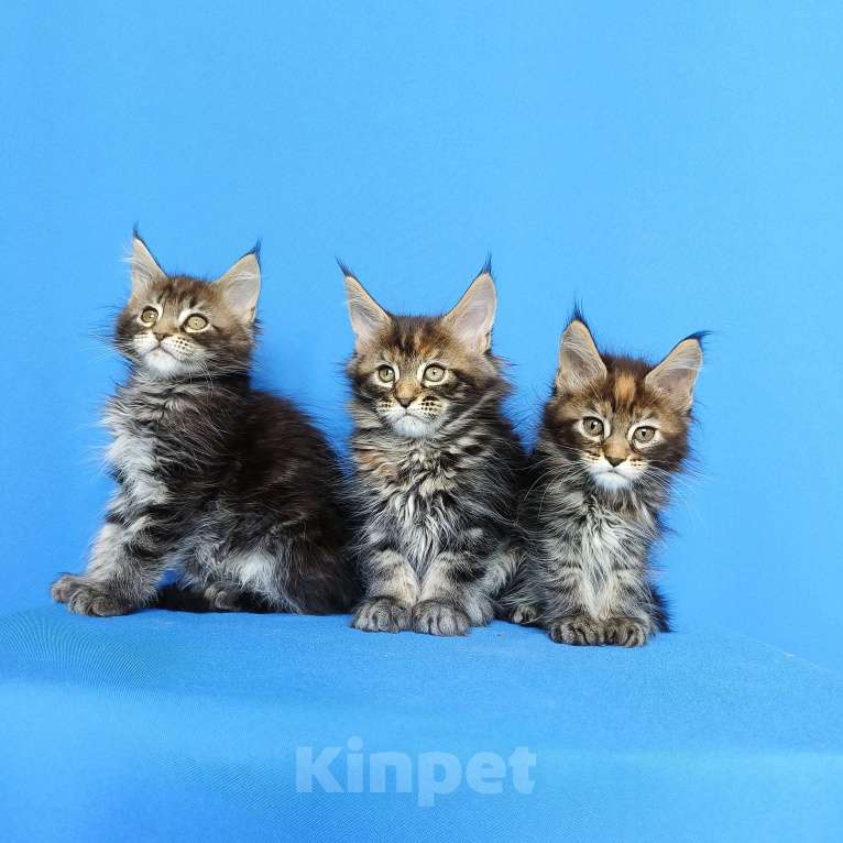 Кошки в Москве: Котята Мейн-Кун Девочки Девочка, 50 000 руб. - фото 10