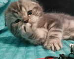 Кошки в Санкт-Петербурге: Шотландский вислоухий котенок Мальчик, 17 000 руб. - фото 2
