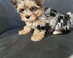 Собаки в других городах Московской области: Цветные йорки Разнополые, 50 000 руб. - фото 1
