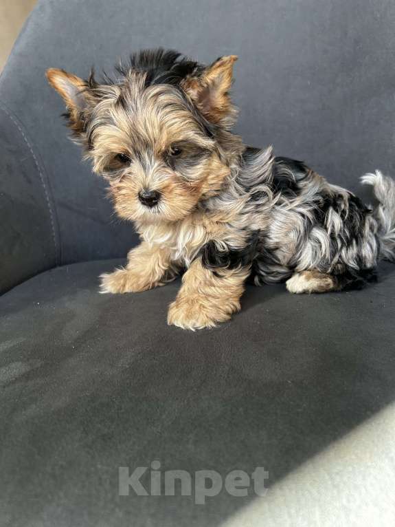 Собаки в других городах Московской области: Цветные йорки Разнополые, 50 000 руб. - фото 1