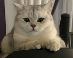 Кошки в других городах Московской области: Котик красавчик в любимцы Мальчик, Бесплатно - фото 8