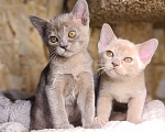 Кошки в Ростове-на-Дону: Европейская Бурма котята Девочка, Бесплатно - фото 8