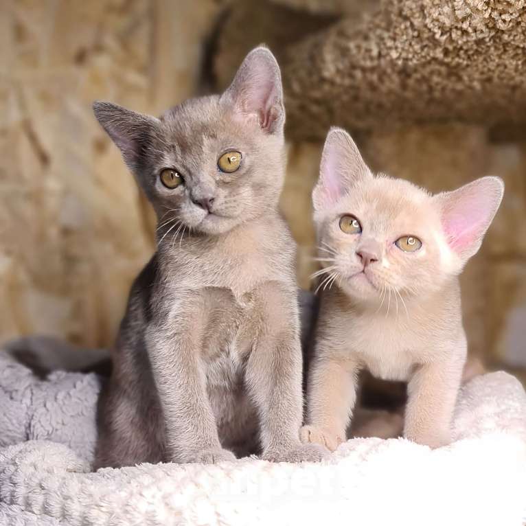 Кошки в Ростове-на-Дону: Европейская Бурма котята Девочка, Бесплатно - фото 8