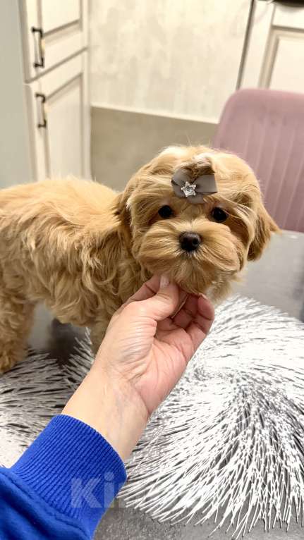 Собаки в Москве: Девочка мальтипу f1 Мишани стар Флаффи Девочка, 230 000 руб. - фото 3