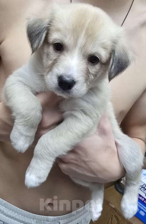 Собаки в Семилуках: Отдам в добрые руки  Девочка, Бесплатно - фото 1