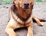 Собаки в Санкт-Петербурге: Роскошный, грозный внешне, мягкий внутри пёс Мальчик, Бесплатно - фото 10