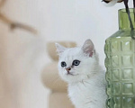 Кошки в Санкт-Петербурге: Котенок британский короткошерстный Мальчик, 20 000 руб. - фото 2