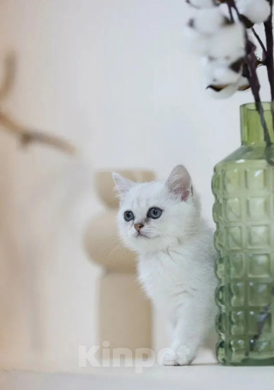 Кошки в Санкт-Петербурге: Котенок британский короткошерстный Мальчик, 20 000 руб. - фото 2