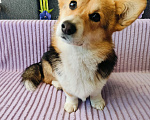 Собаки в Воронеже: Вельш корги триколор девочка Девочка, 30 000 руб. - фото 2