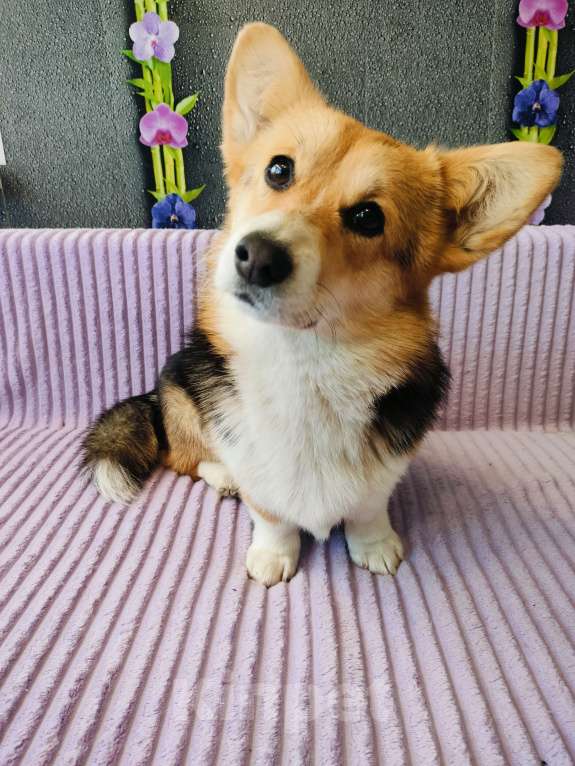 Собаки в Воронеже: Вельш корги триколор девочка Девочка, 30 000 руб. - фото 2