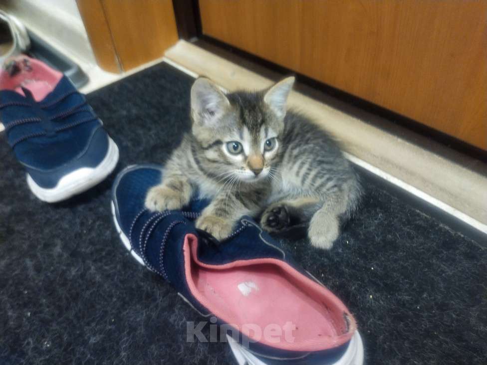 Кошки в Балашихе: Котик в  добрые руки Мальчик, Бесплатно - фото 2