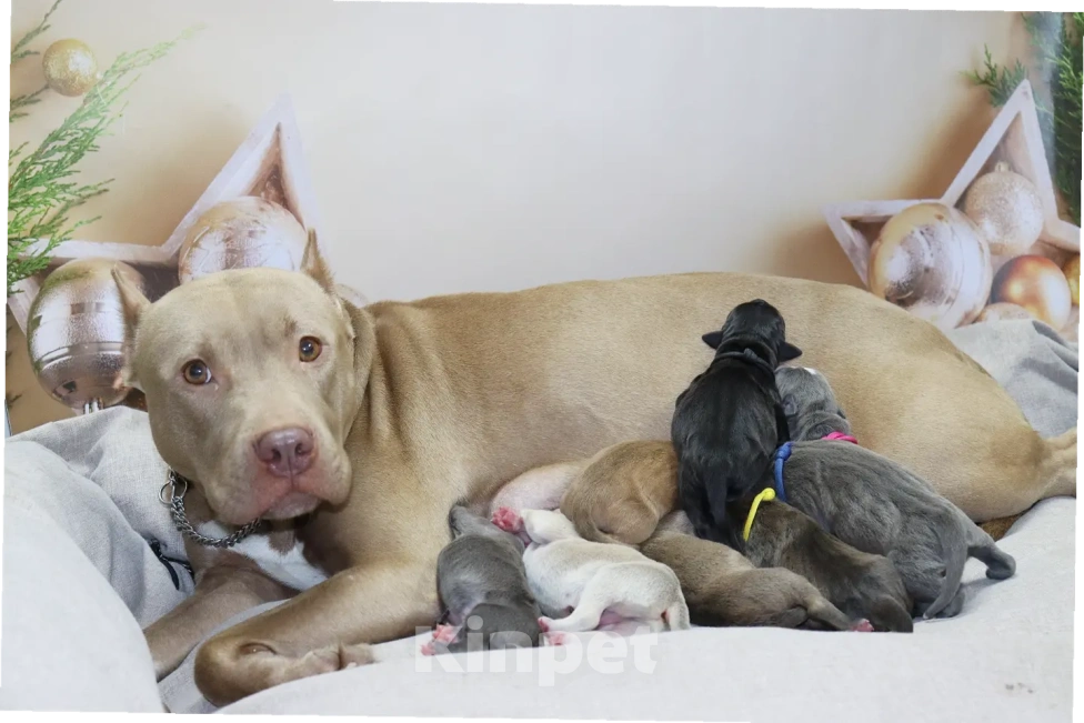 Собаки в Москве: Щенки американского питбуль терьера Мальчик, 70 000 руб. - фото 5